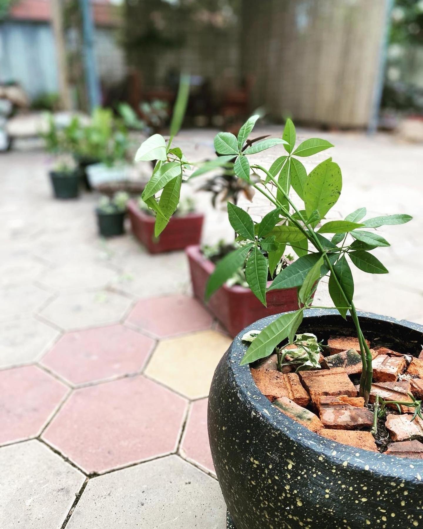 Bloom Garden Bed & Breakfast Siem Reap Bagian luar foto