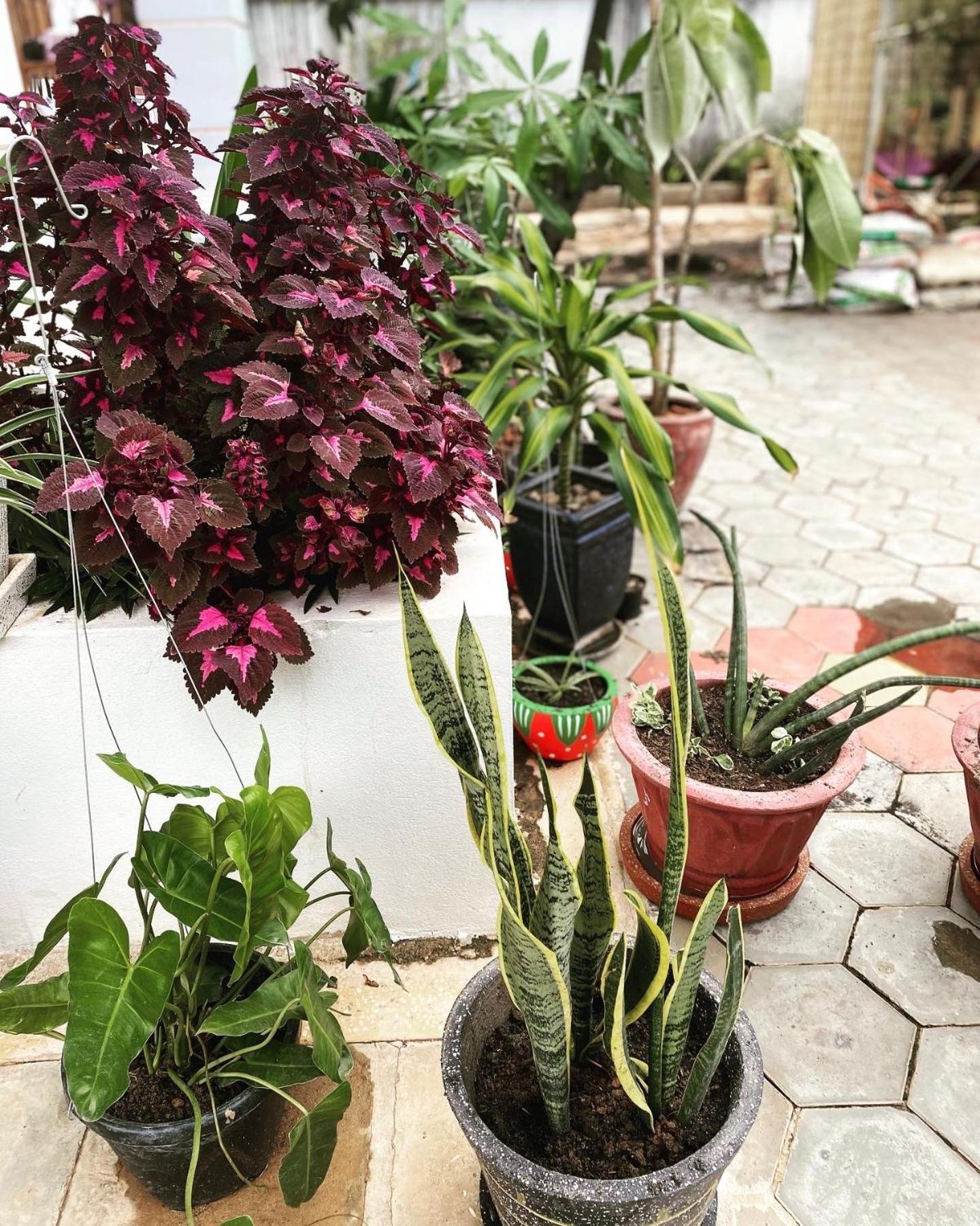 Bloom Garden Bed & Breakfast Siem Reap Bagian luar foto